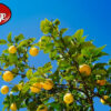 Fresh Lemons 400 per KG