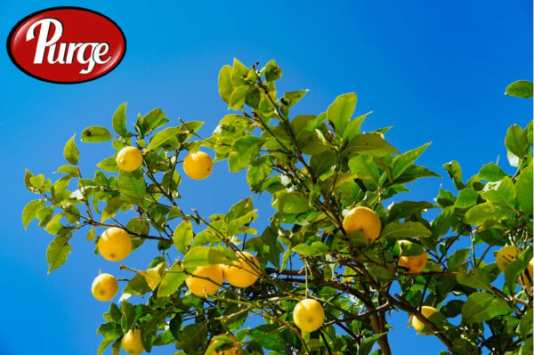 Fresh Lemons 400 per KG