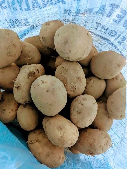 Premium Quality Potatoes