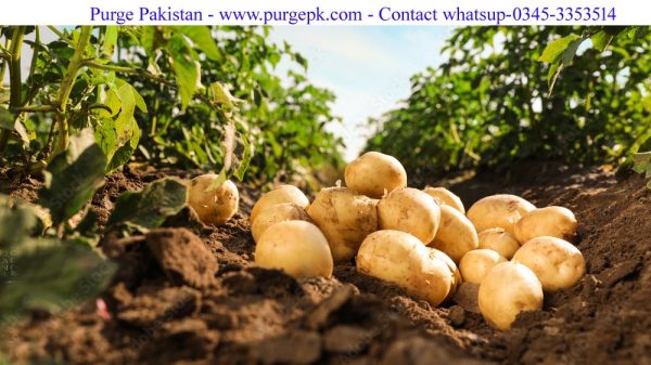 Premium Quality Potatoes