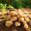 Premium Quality Potatoes