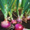 Onions in soil