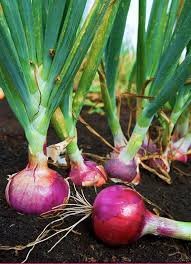 Onions in soil