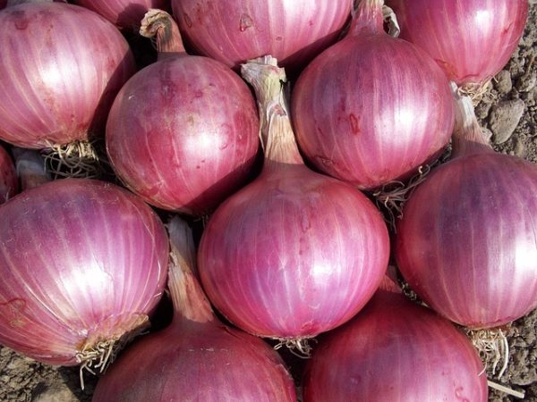 Onions 3